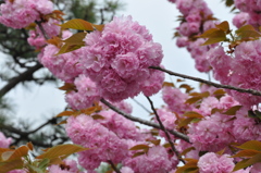 京都　三十三間堂の八重咲き桜