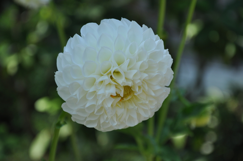 DSC_0278　鎌倉　長谷寺のダリヤ