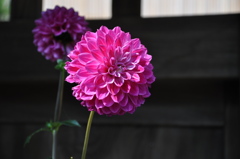 DSC_0279　鎌倉　長谷寺のダリヤ