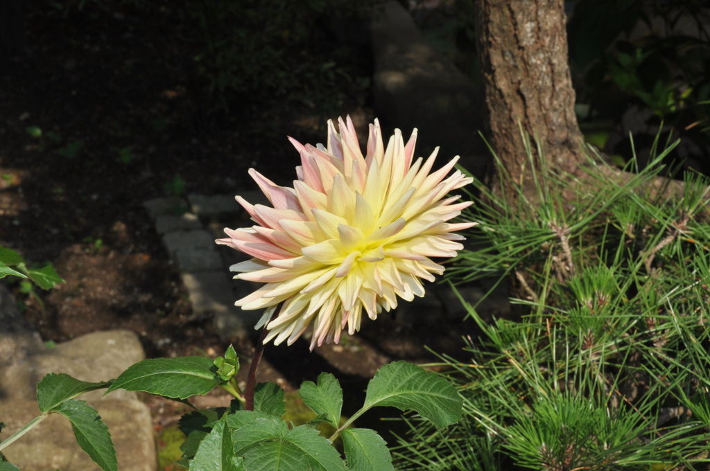 DSC_0276　鎌倉　長谷寺のダリヤ