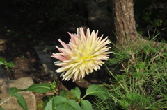 DSC_0276　鎌倉　長谷寺のダリヤ