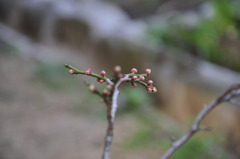 芽吹き