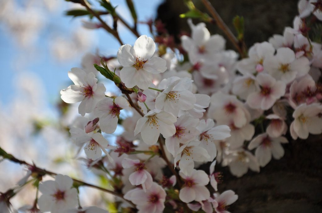 公園で花見