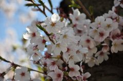 公園で花見