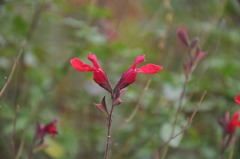 師走の花　