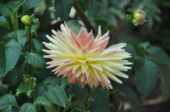 DSC_0273　鎌倉　長谷寺のダリヤ