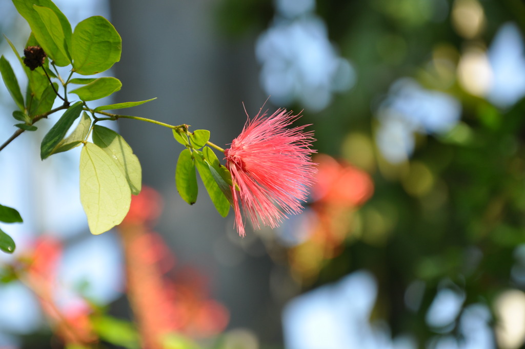 お花