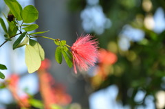 お花