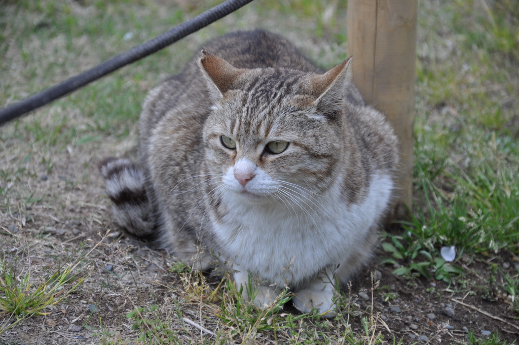 浜離宮恩賜公園の主？