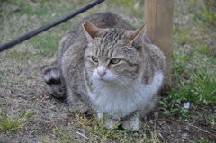 浜離宮恩賜公園の主？