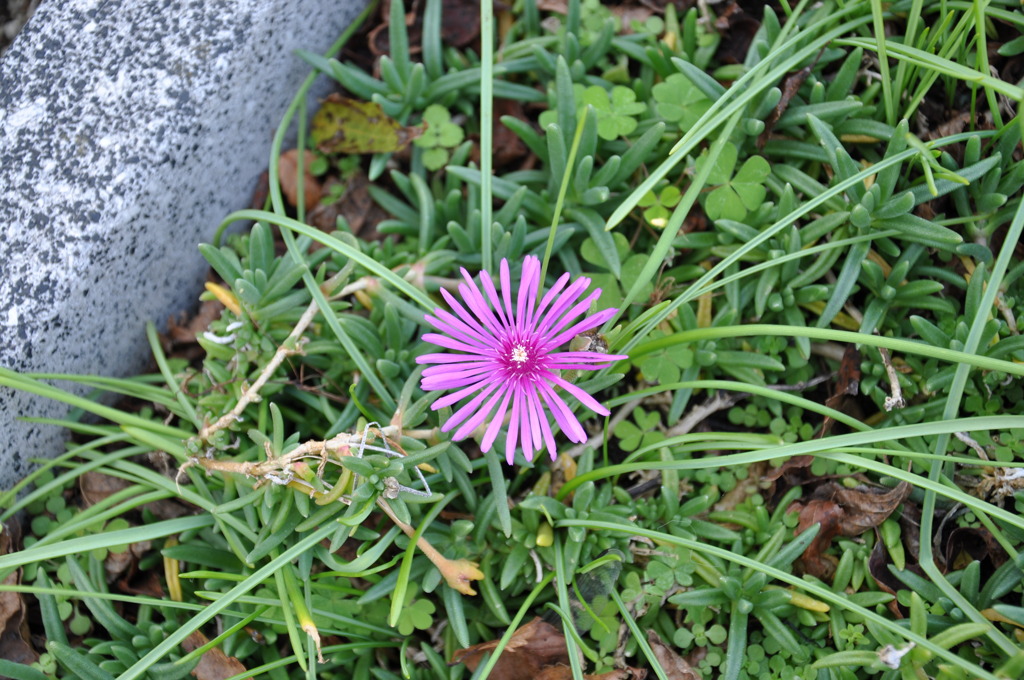DSC_0074