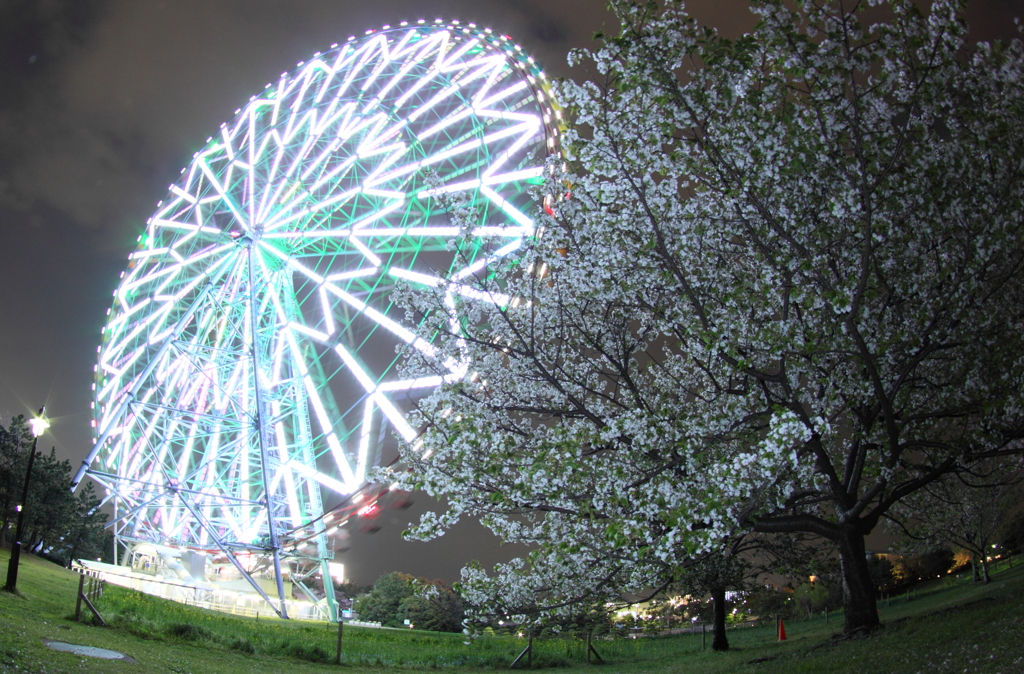 桜の散る頃・・・