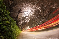 夜桜トンネル２