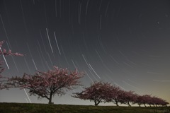 河津桜と星の夜