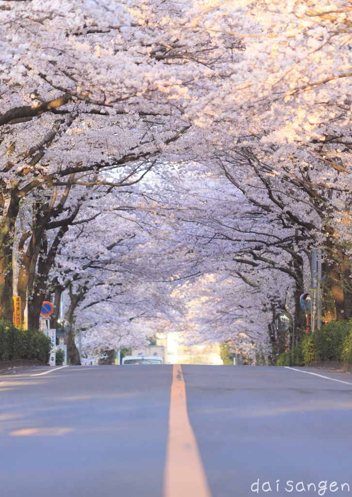 桜坂道 降り