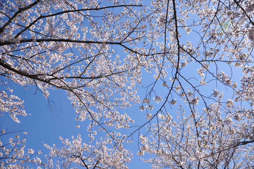 桜