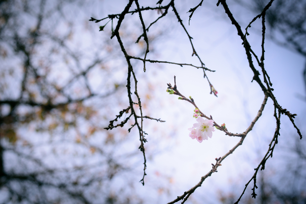 桜は2度咲く