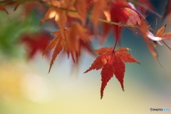 紅葉