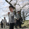 桜ぼーや