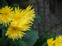 き、菊？