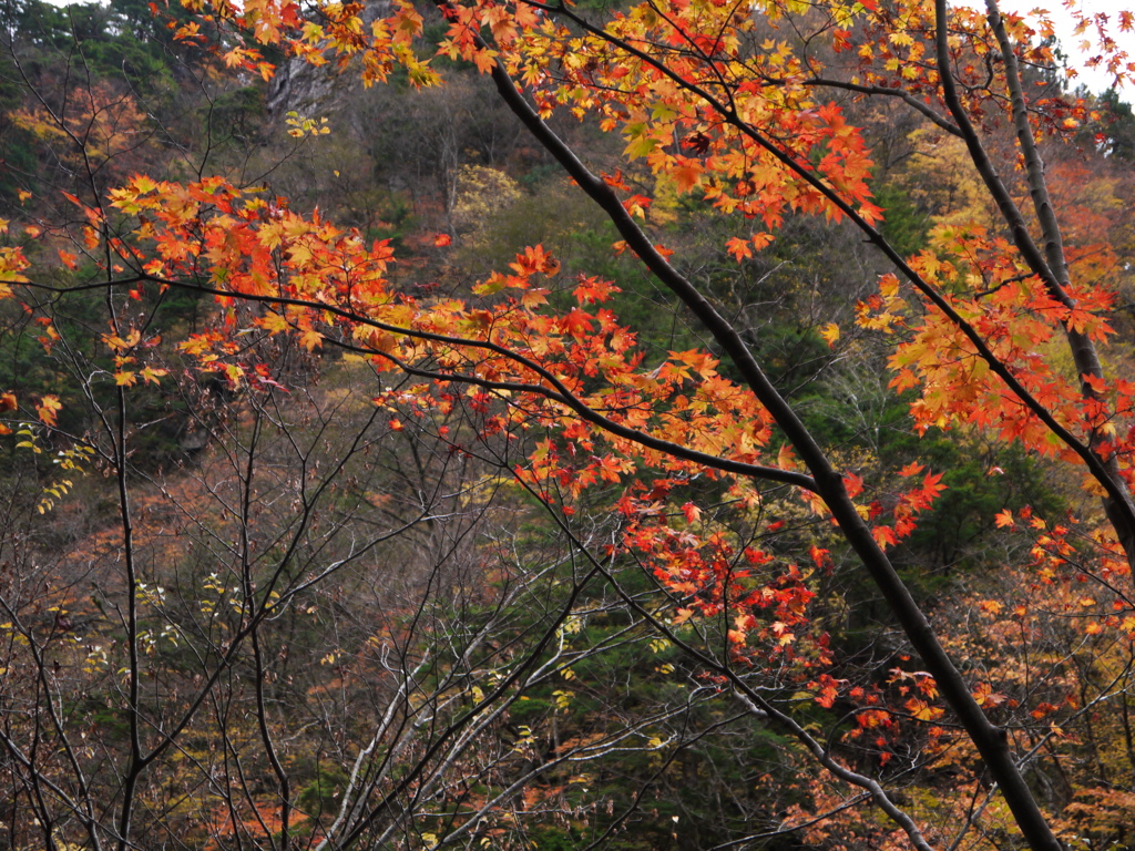 紅葉