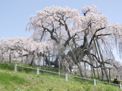 千年桜