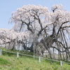 千年桜