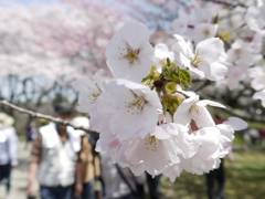 花と人出
