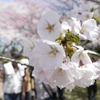 花と人出