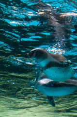 水中ペンギン
