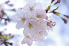 鶴舞公園の桜その１