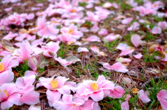 花のさんぽみち。