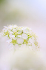 　花の祈り