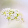 　花の祈り