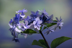 　残り花