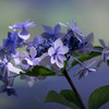 　残り花