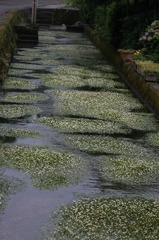 　　梅花藻　1