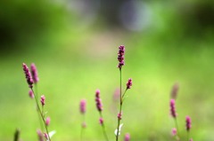 　路傍の花