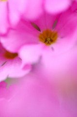 　春を重ねて