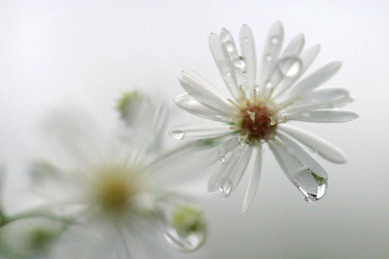 　雨の朝