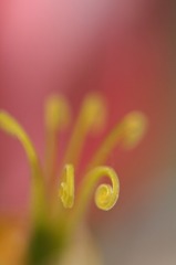 　　心惹かれて