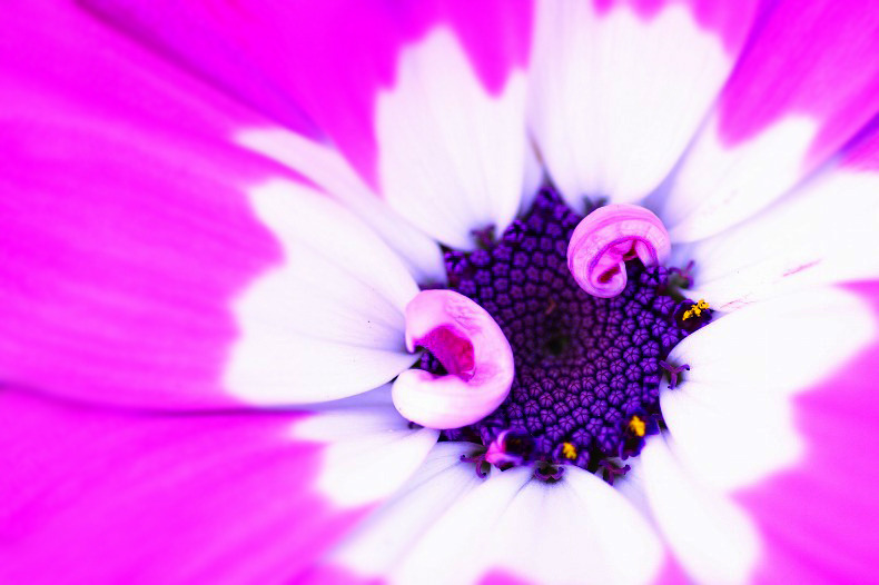 　　花芯　
