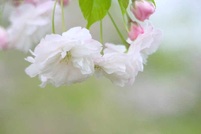 　　八重桜咲いて