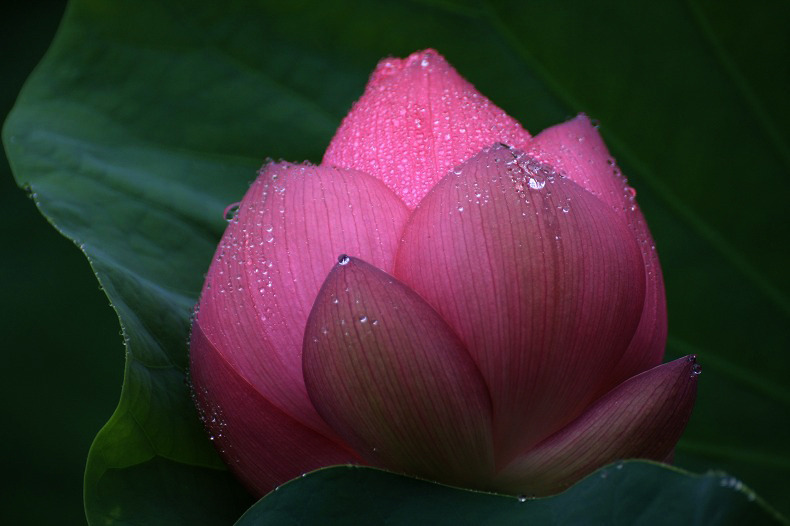 　　小雨降る中