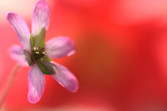 　　花散歩　A