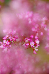 　花おぼろ