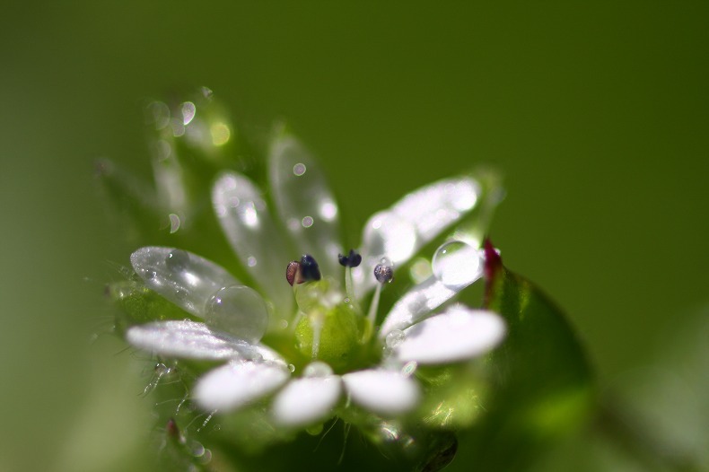 　　雨上がりの宝石