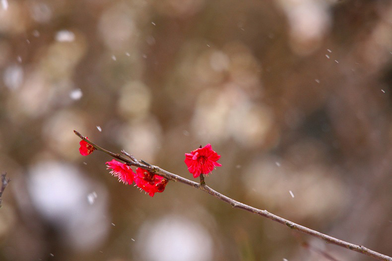 　春の淡雪　12