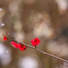 　春の淡雪　12