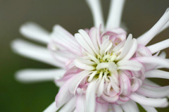 　花結び